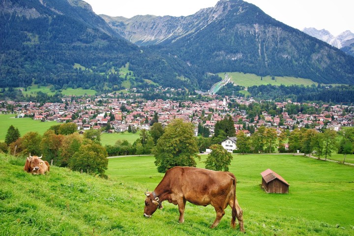 Two cows grazing in a green field, with a village and mountains in the background.