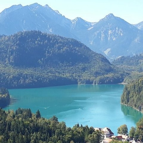 Scenic view of Alpsee lake surrounded by forests and mountains under a clear blue sky.