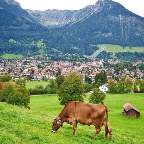 Cows grazing on a hillside in the Alpine allgäu region
