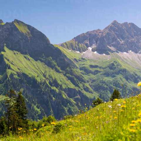 Scenic view of green mountains with wildflowers and clear blue sky.