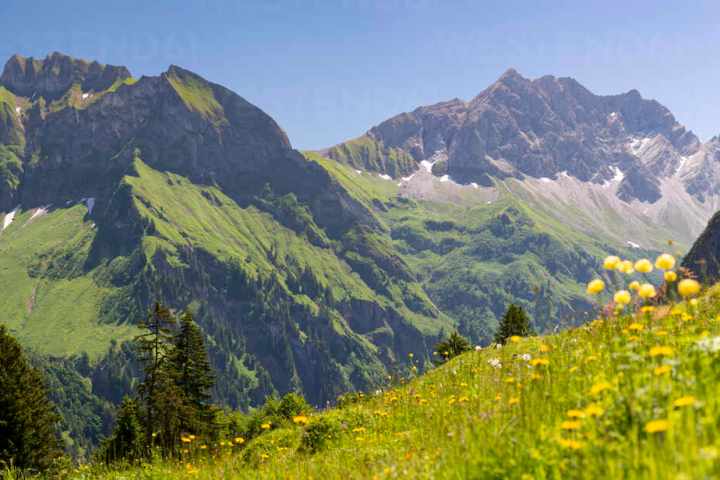 Scenic view of green mountains with wildflowers and clear blue sky.