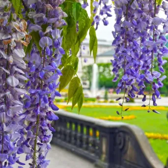 Blooming purple wisteria flowers in Mirabell Gardens, one of Salzburg's most famous landmarks