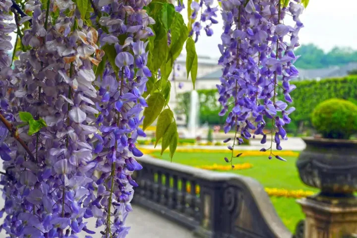 Blooming purple wisteria flowers in Mirabell Gardens, one of Salzburg's most famous landmarks